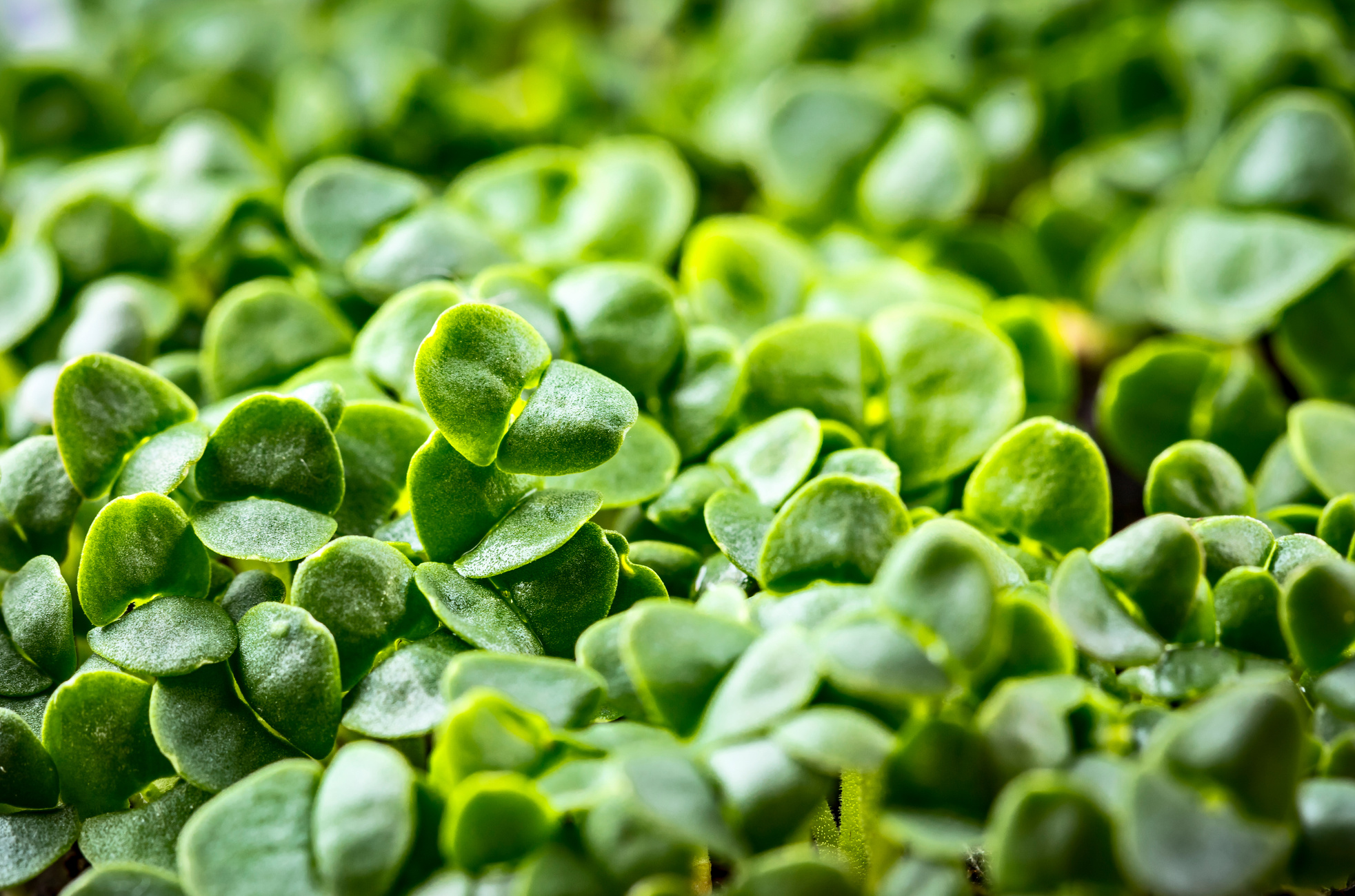 Basil Microgreens Closeup